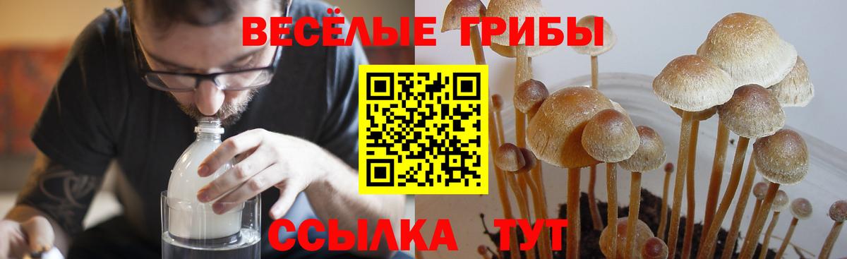 Псилоцибиновые грибы Psilocybe  Псилоцибиновые грибы Cubensis  Малгобек  Вход с VPN 